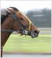 Horse Racing